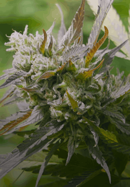 Seedsman product selection, pricing, and store information.